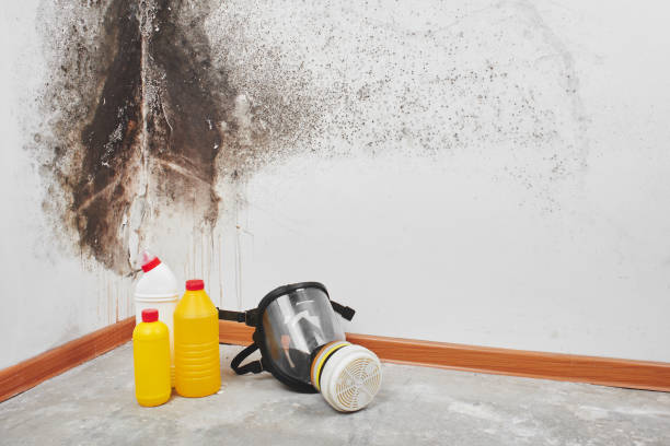 Best Toxic Mold Removal  in Sebring, OH