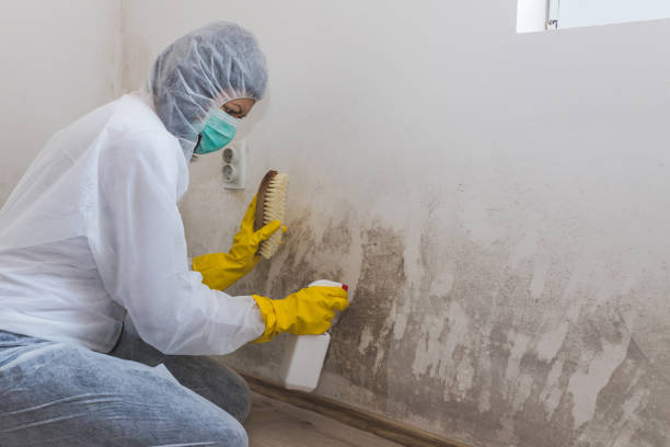 Best Black Mold Removal  in Sebring, OH