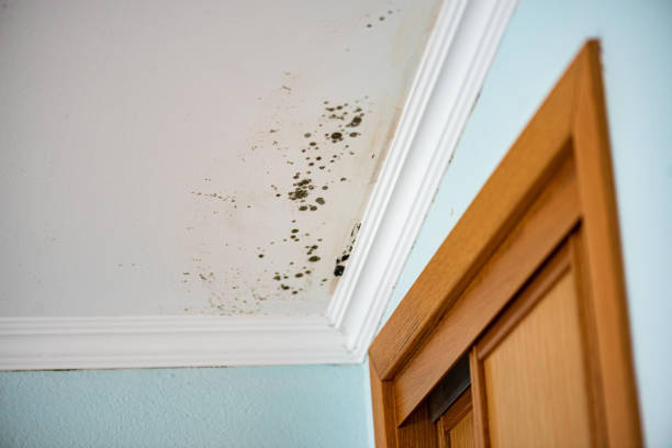 Best Residential Mold Removal  in Sebring, OH