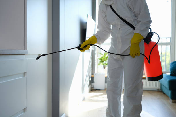 Best Mold Removal and Inspection  in Sebring, OH