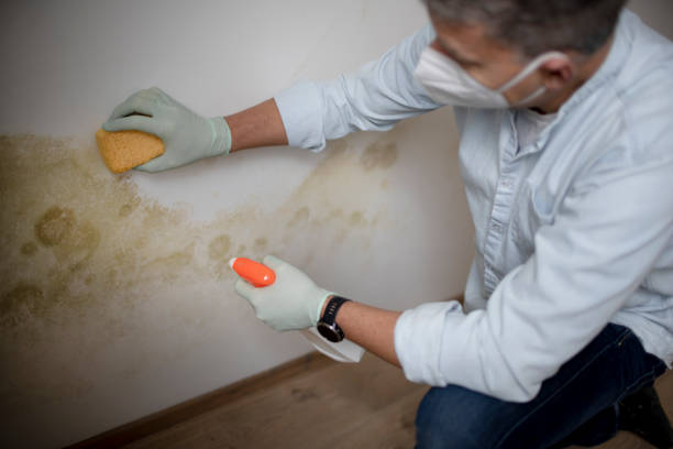 Best Emergency Mold Removal  in Sebring, OH