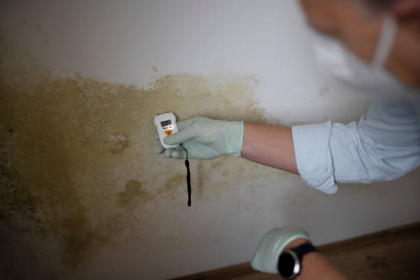 Best Local Mold Removal Service  in Sebring, OH