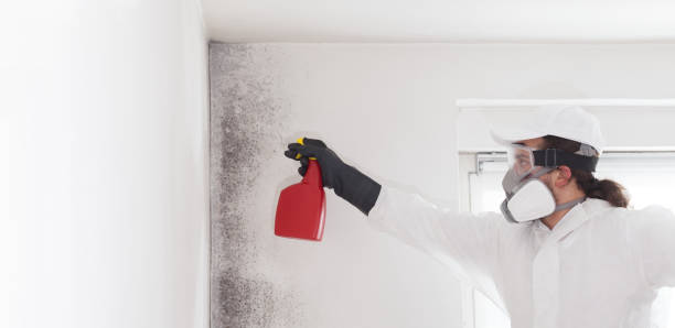 Best Office Mold Removal Services  in Sebring, OH