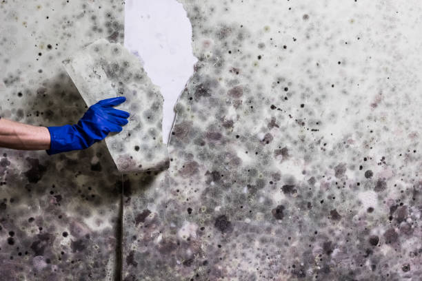 Best Commercial Mold Removal  in Sebring, OH
